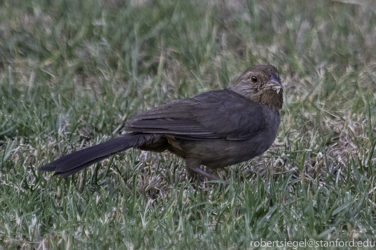 towhee